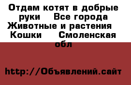Отдам котят в добрые руки. - Все города Животные и растения » Кошки   . Смоленская обл.